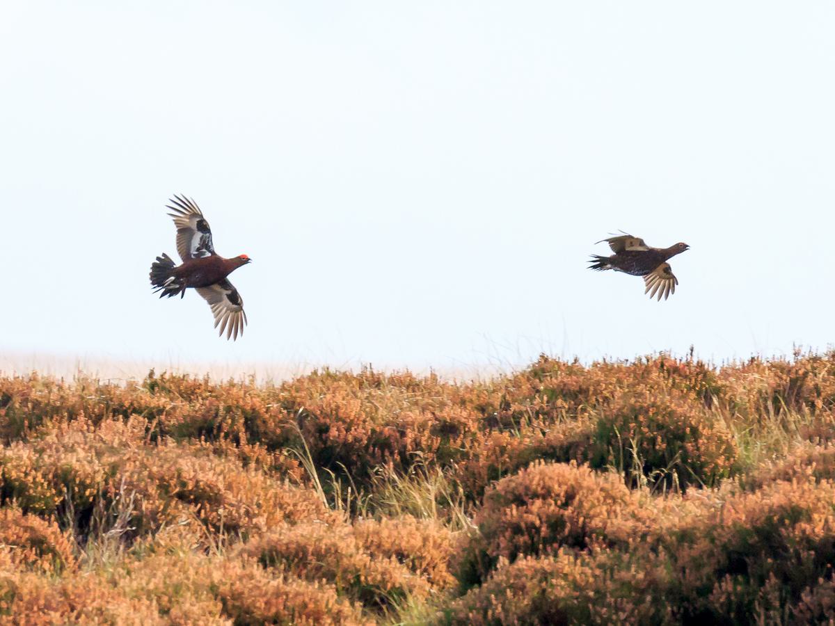 Pair of Red Grouse in flight