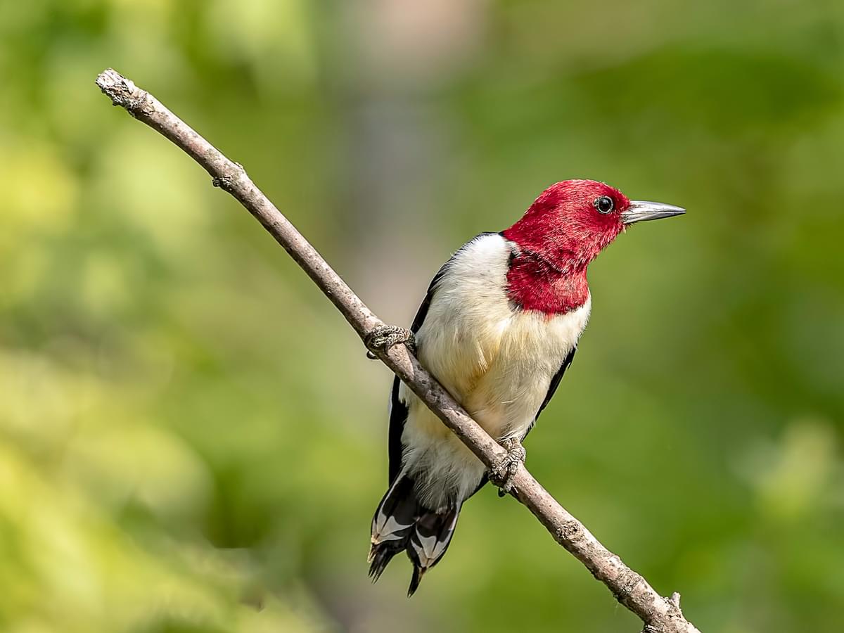 Red-headed Woodpecker resting on a branch
