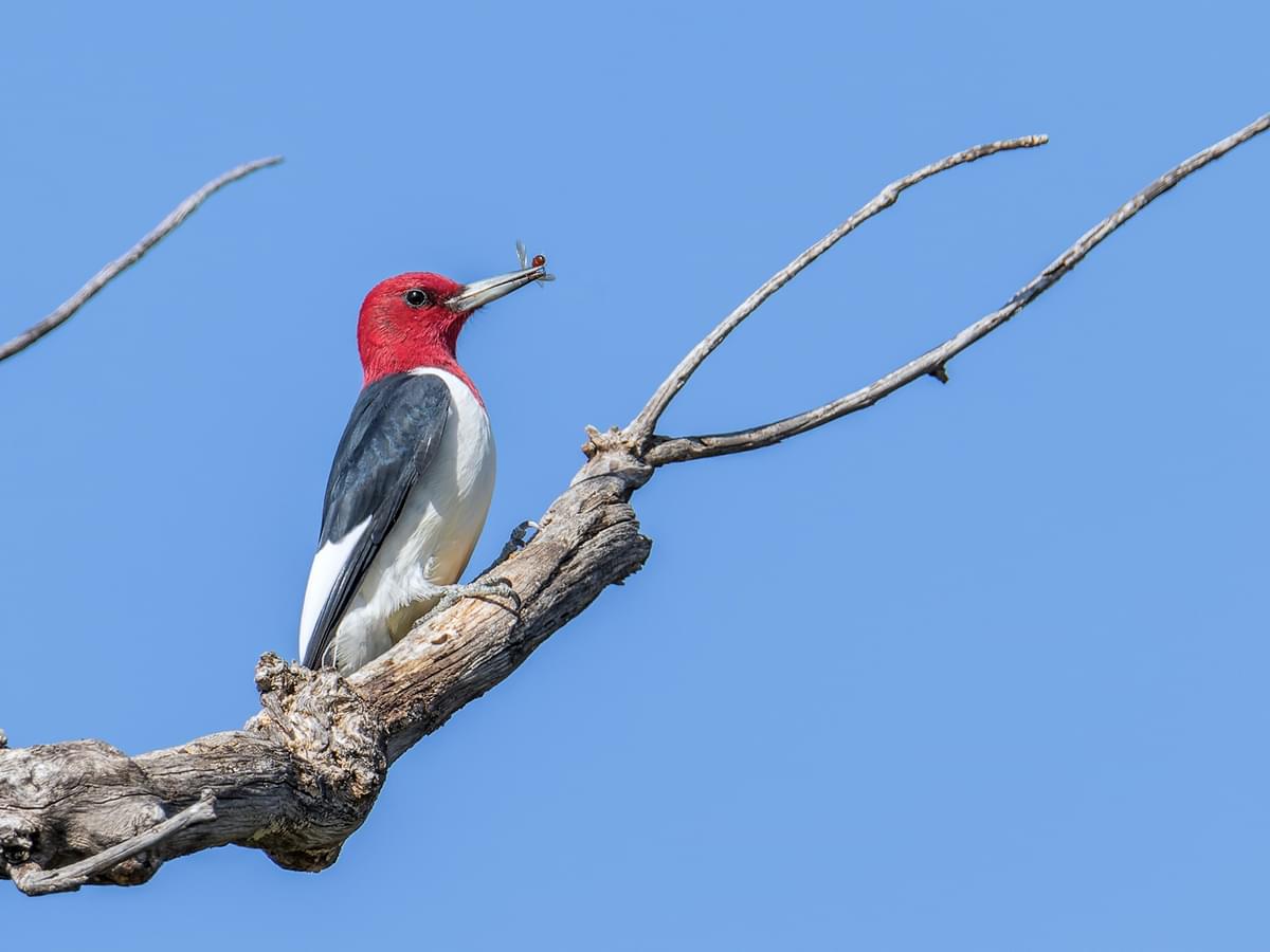 Red-headed Woodpecker with insects in its beak