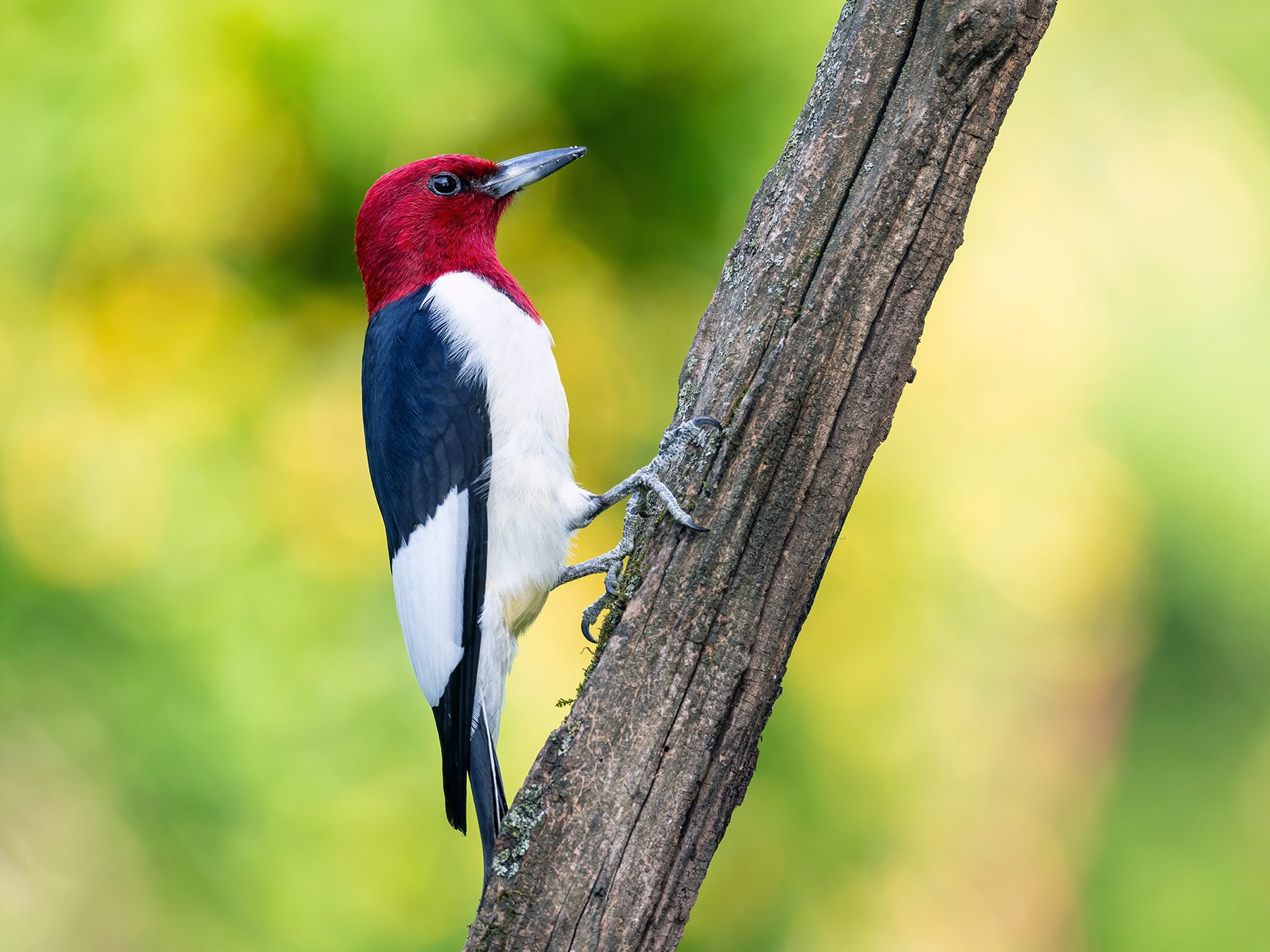 Red-headed Woodpecker