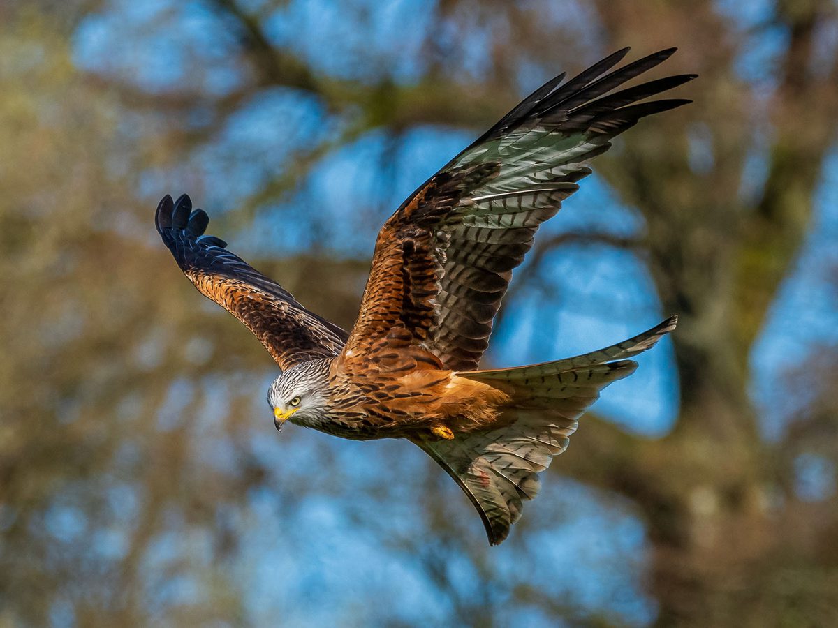 How Big Are Red Kites? (Wingspan + Size) | Birdfact
