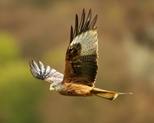 Red Kite