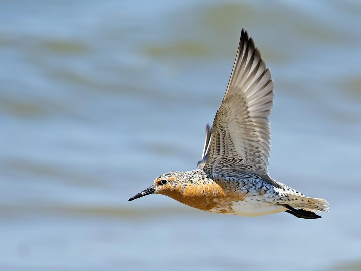 Red Knot, breeding plumage, in-flight over the sea