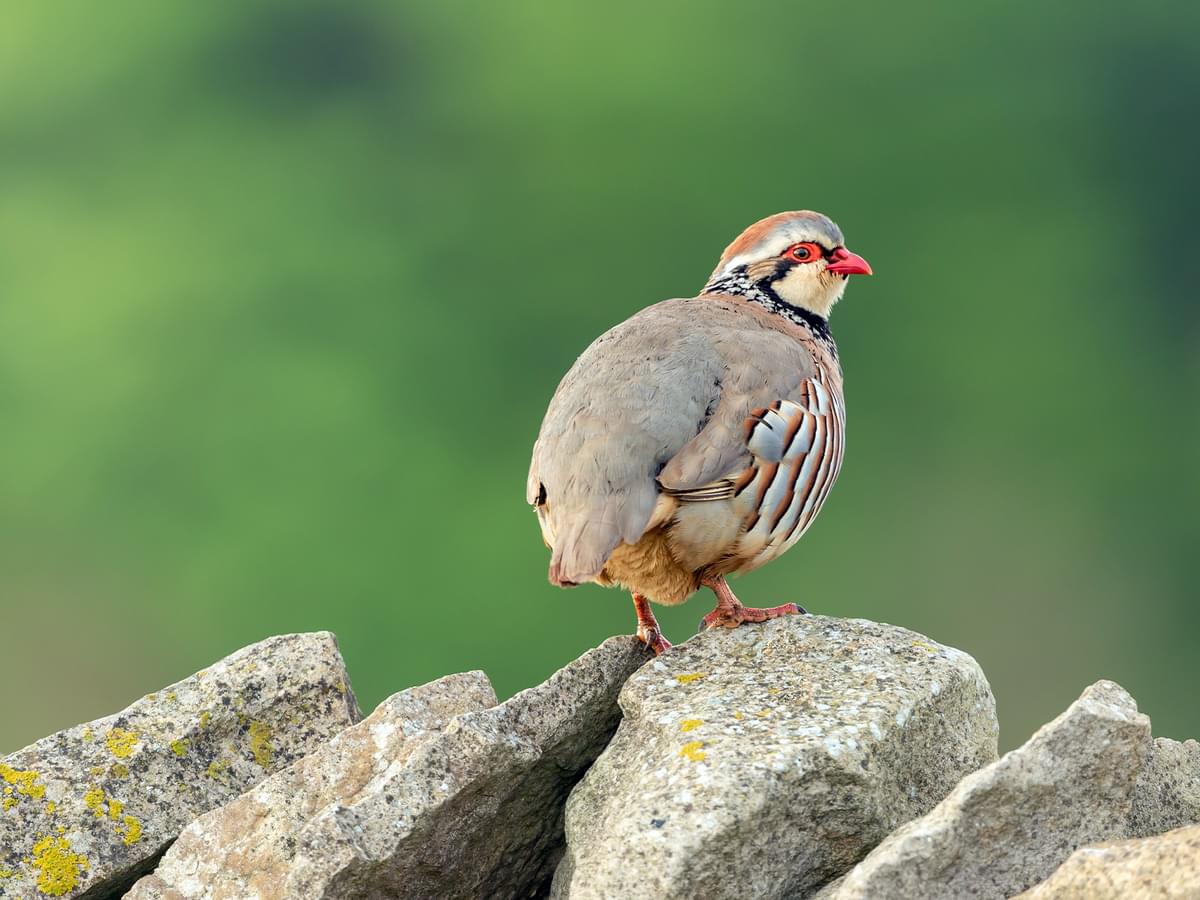 Red legged partridge standing on top of stone wall