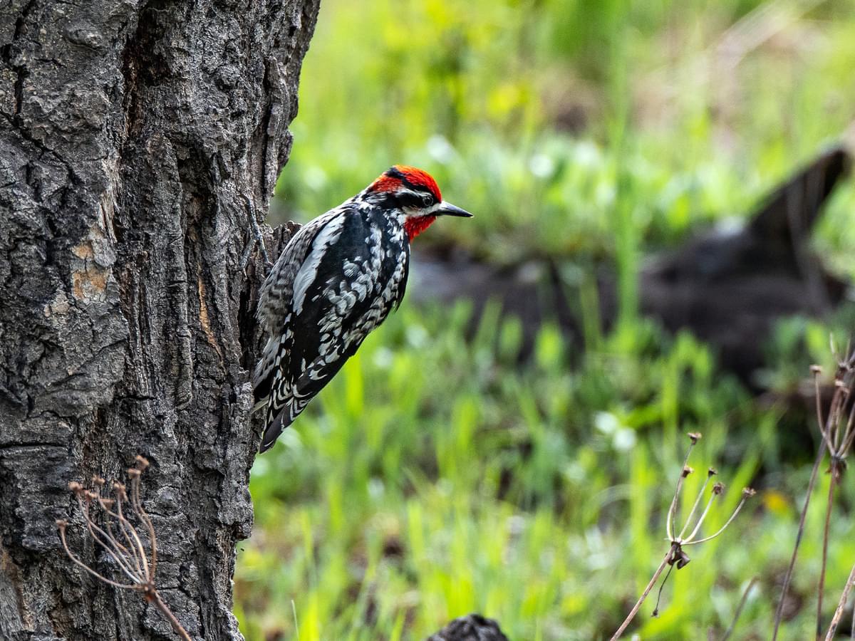 Red-naped Sapsucker in woodland