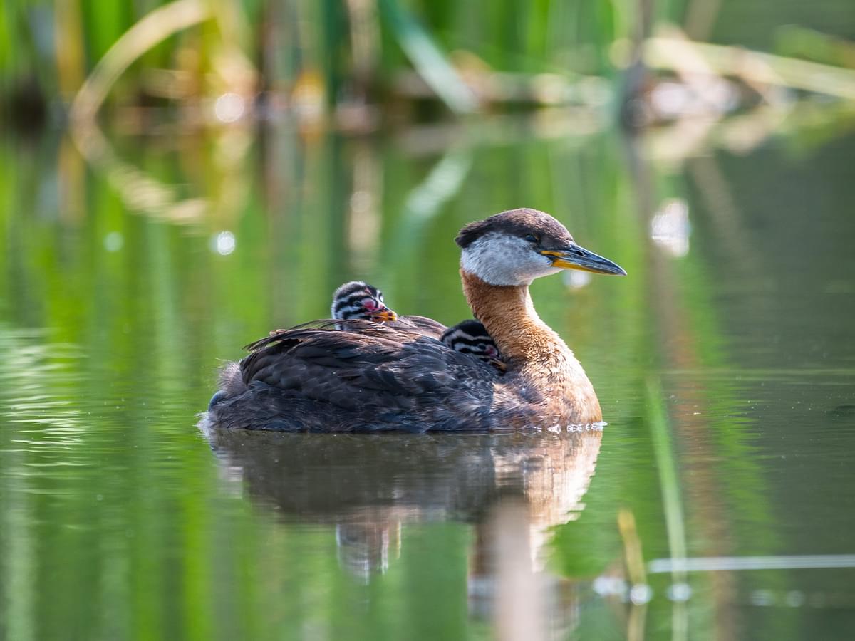 Red-necked Grebe adult with young riding on her back