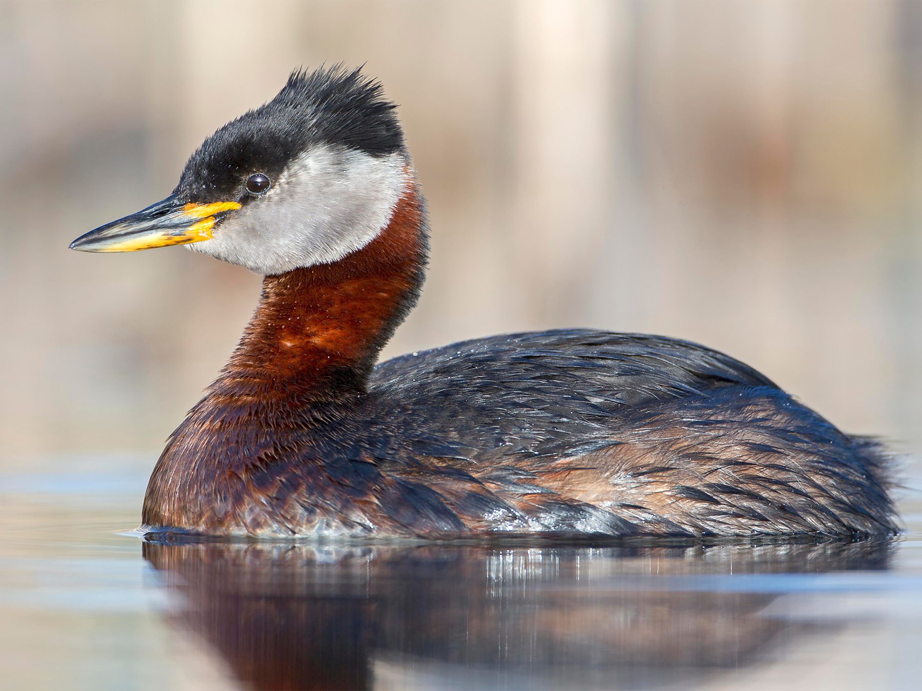 Red-necked Grebe