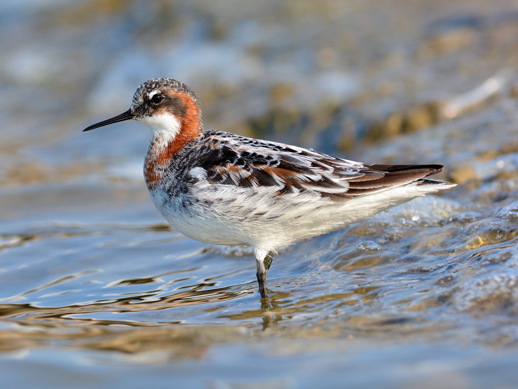 Red-necked Phalarope