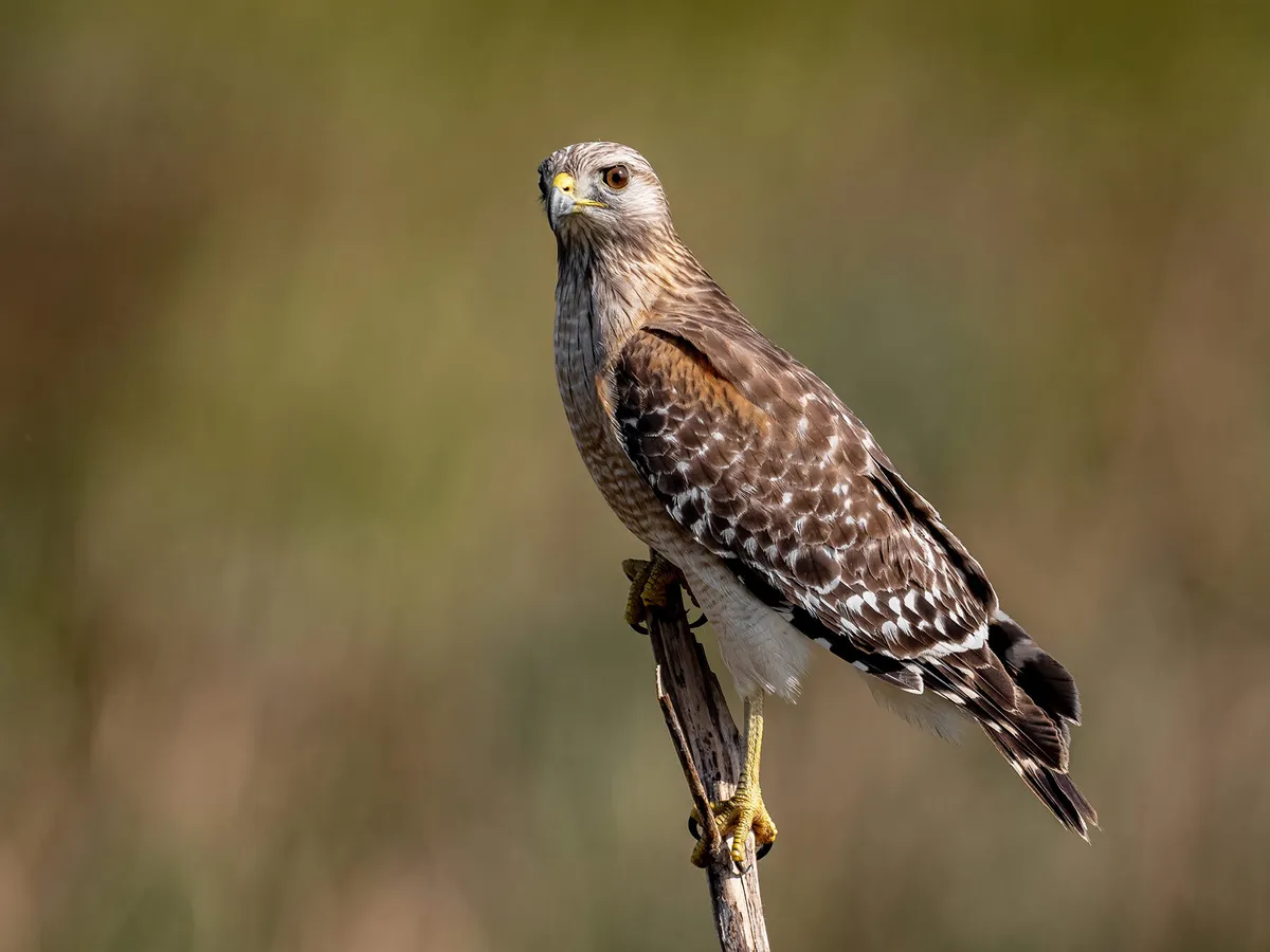 Red-Shouldered Hawk Nesting: A Complete Guide