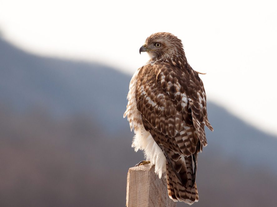 How Long Do Red-Tailed Hawks Live? (Red-tailed Hawk… | Birdfact