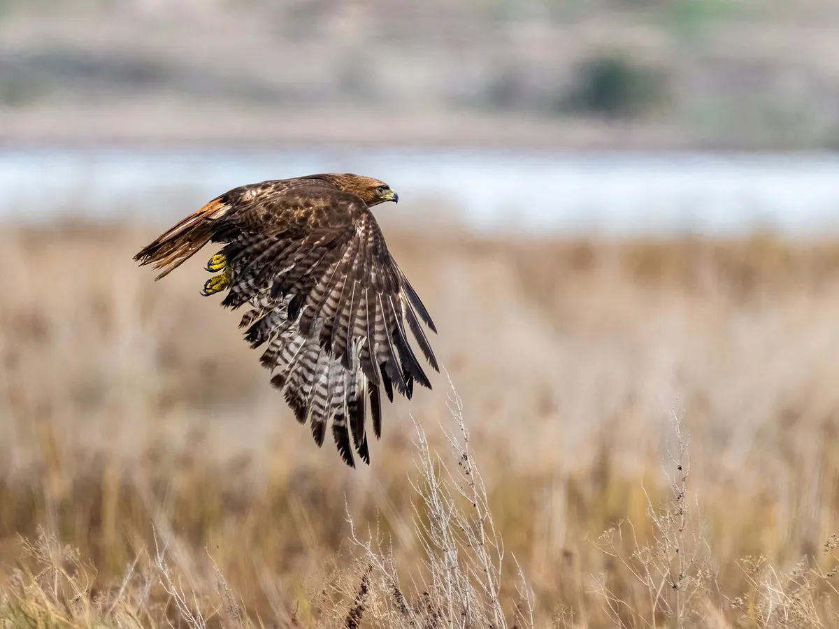 Red-tailed Hawk vs Red-shouldered Hawk: What Are The Differences?