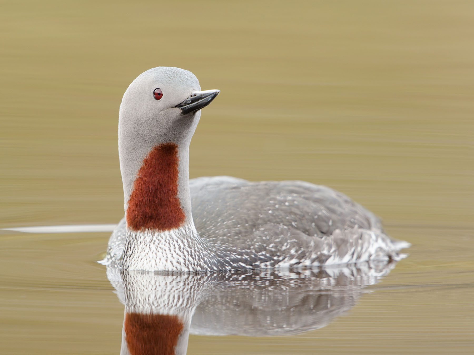 Red-throated Loon
