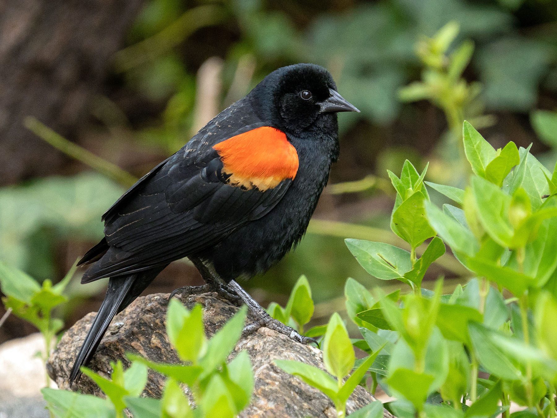 Red-winged Blackbird