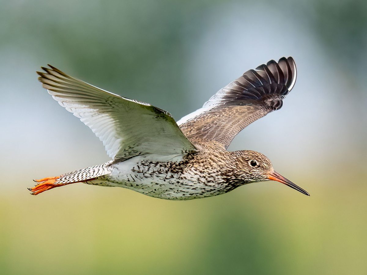 Redshank Bird Facts (Tringa totanus) | Birdfact