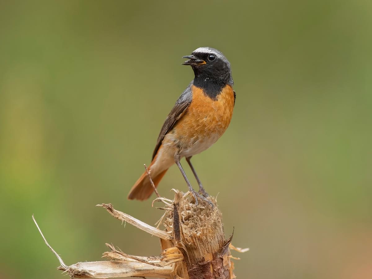 Redstart perched in the forest, during the summer in the UK