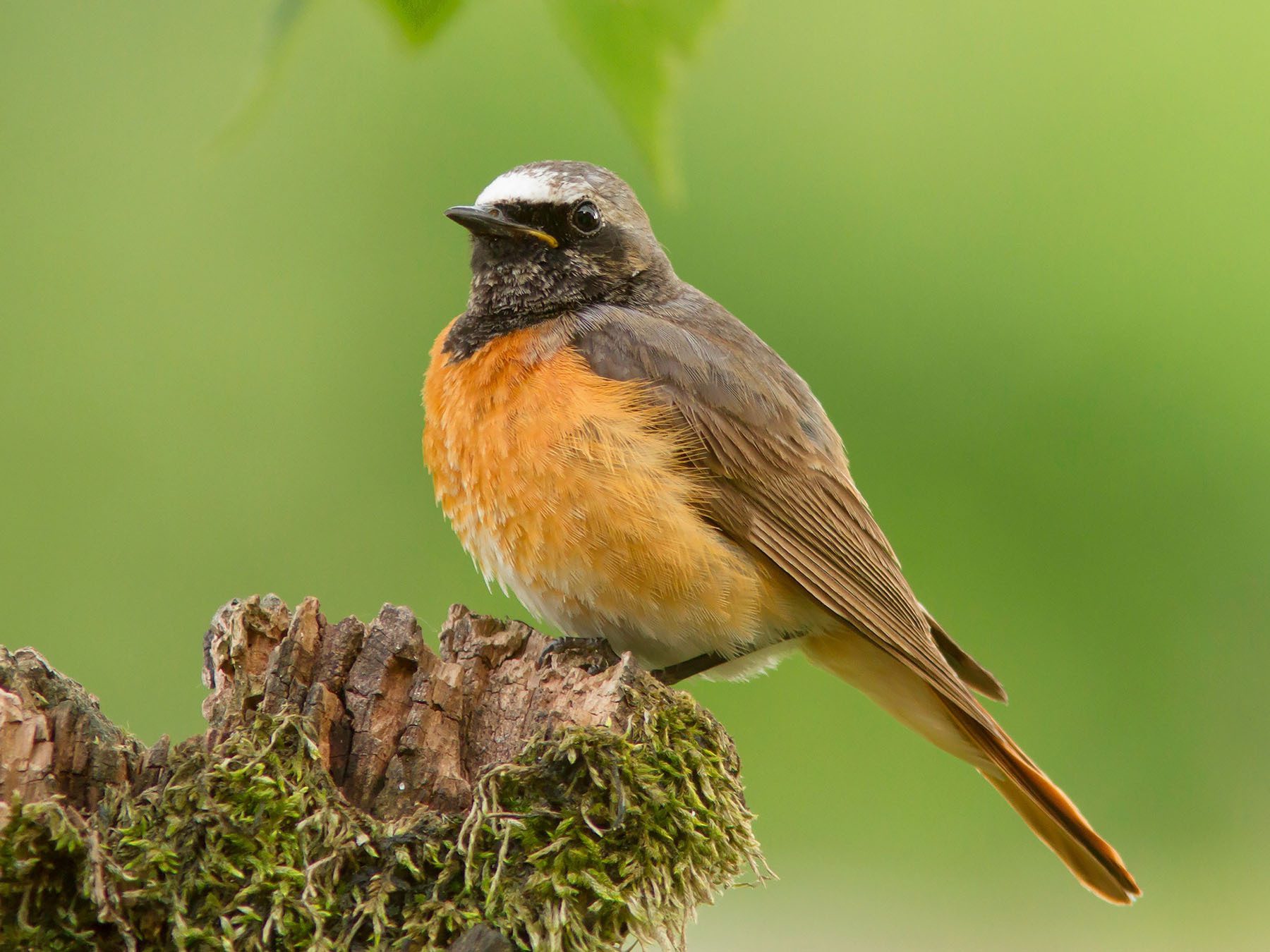 Common Redstart