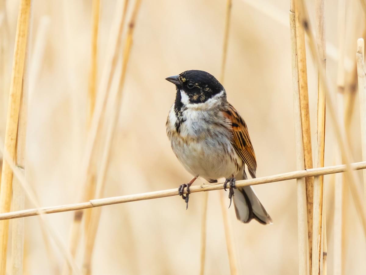 Reed Bunting (male) perched on a reed