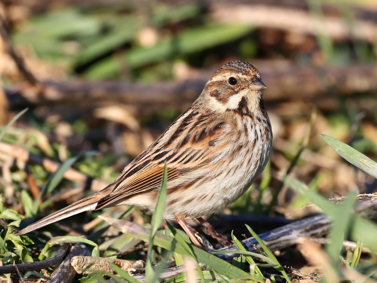 Female Reed bunting on the ground