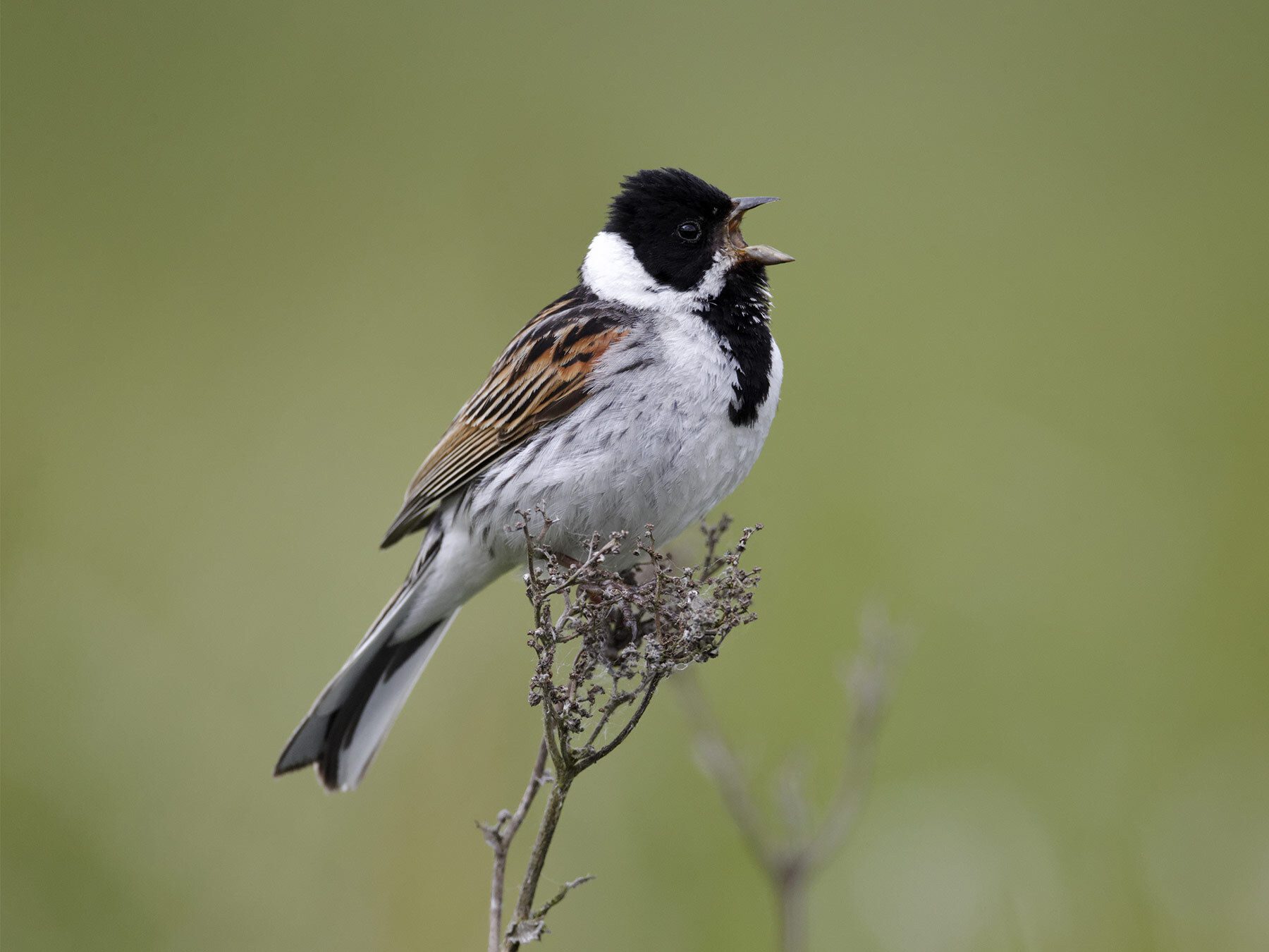 Reed Bunting