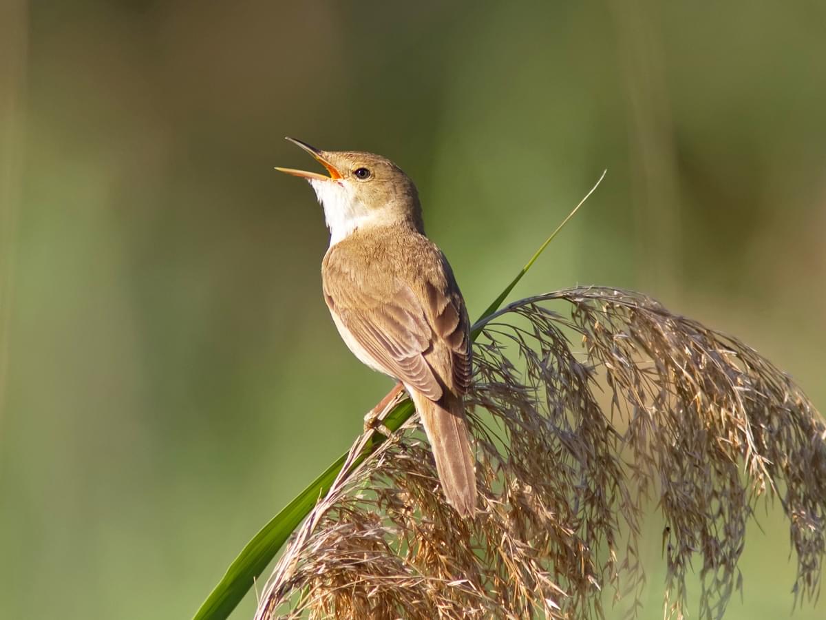 Reed Warbler chattering