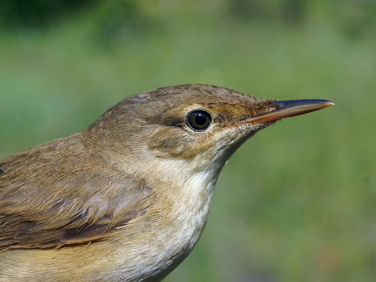 Portrait of a Reed Warbler