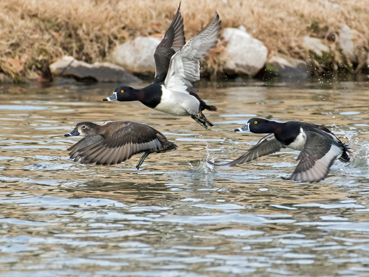 A flock of Ring-necked Ducks in-flight over a lake