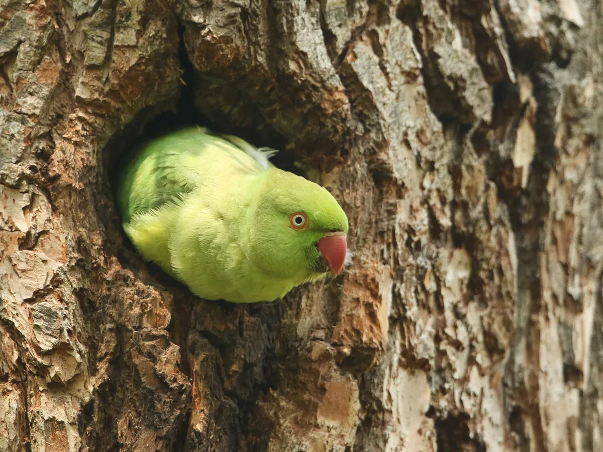 Ring-Necked Parakeet