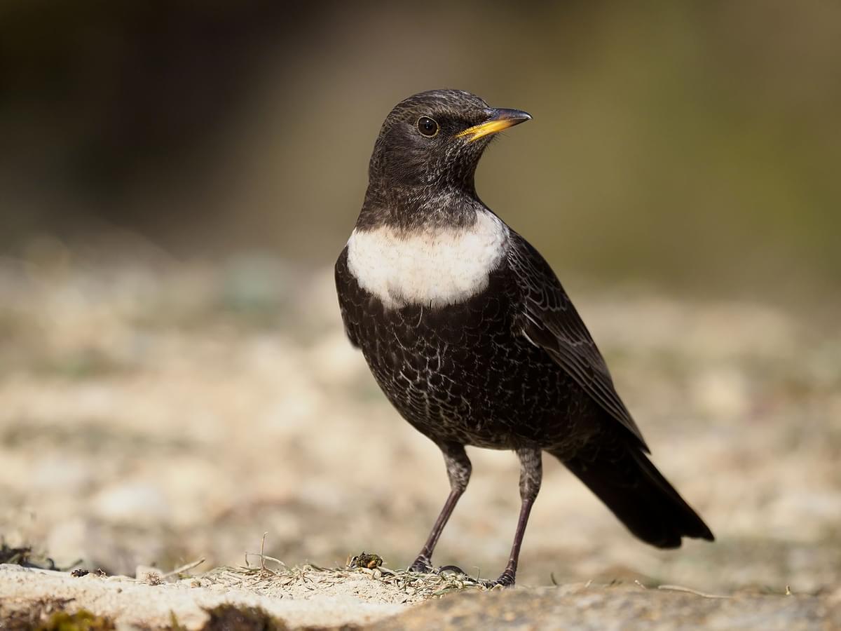 Close up of a Ring Ouzel on the ground