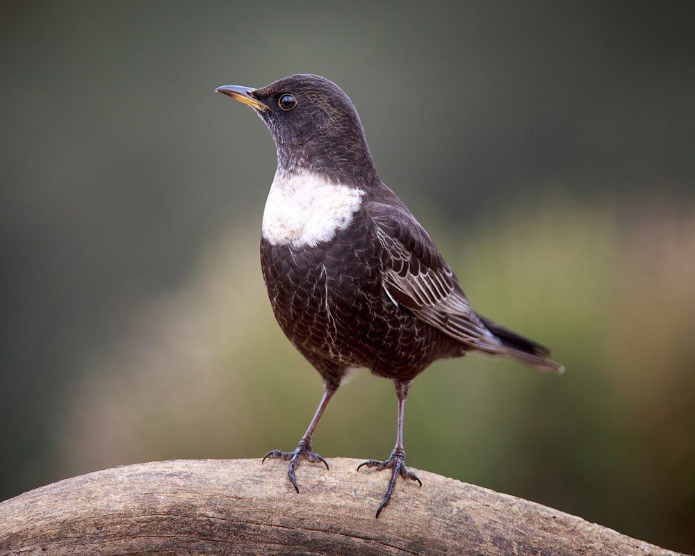 Ring Ouzel