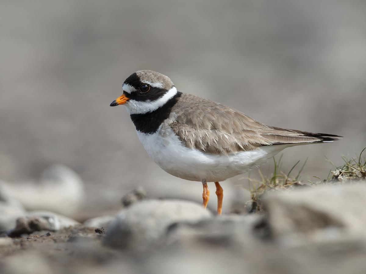 Close up of a Ringed Plover