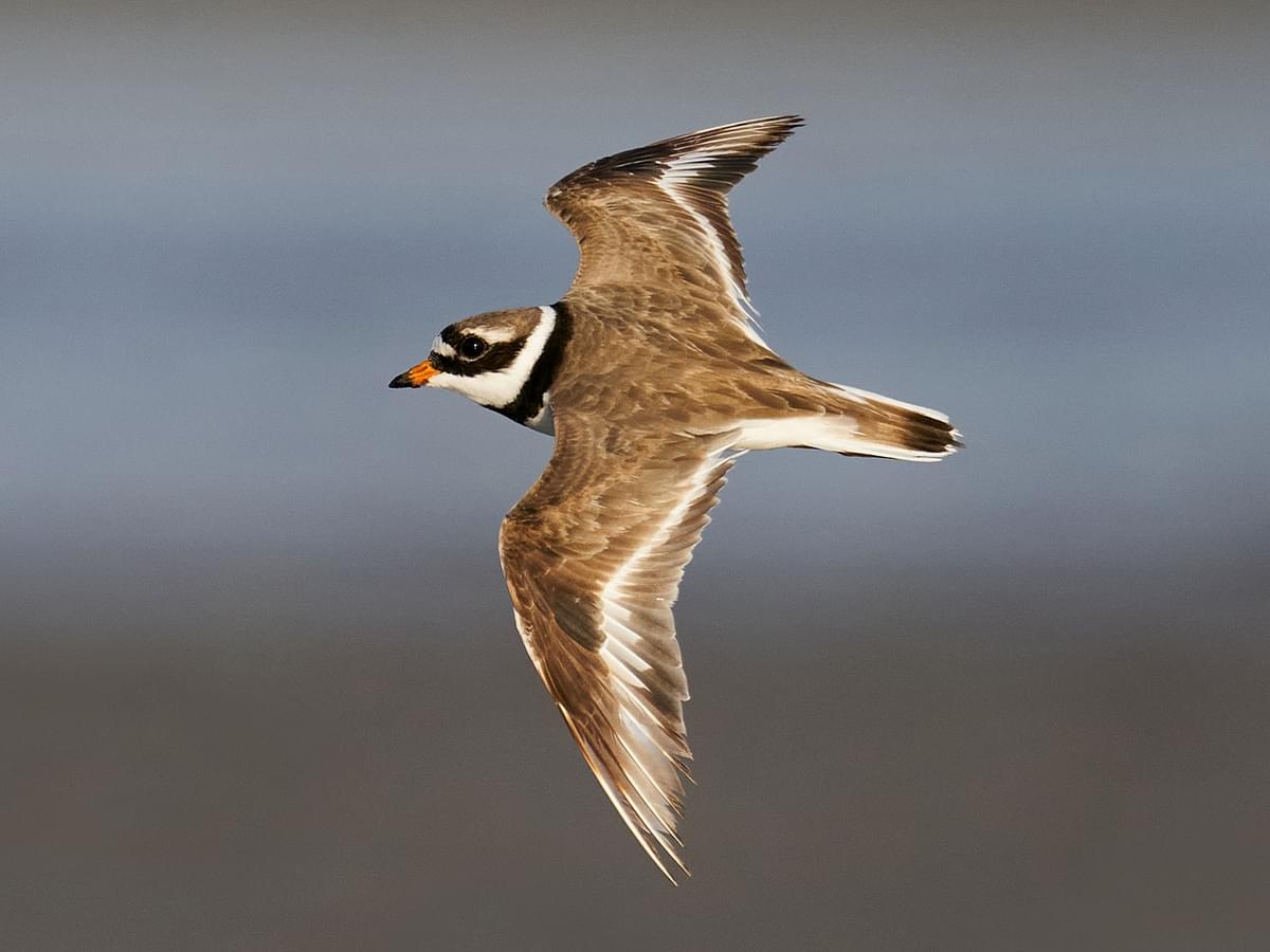 Close up of a Ringed Plover in flight
