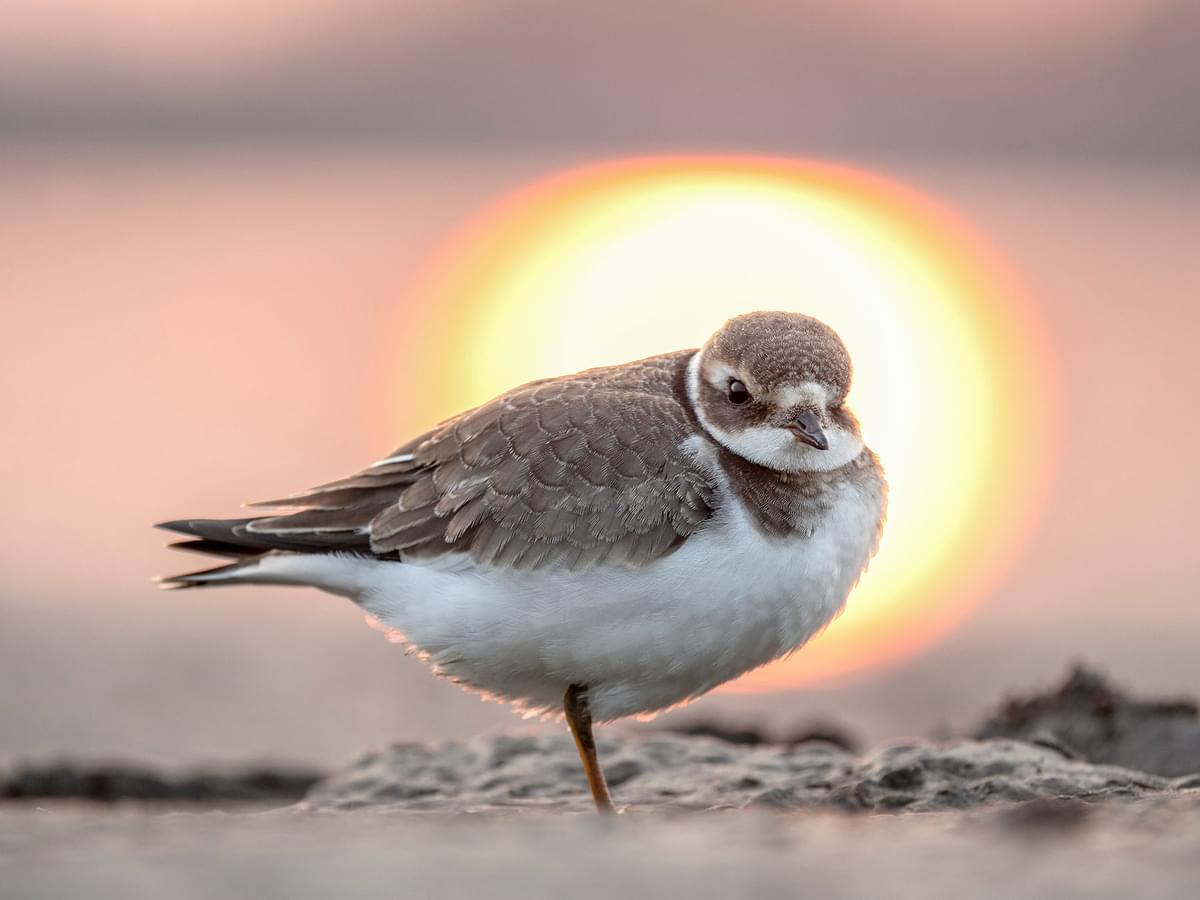 Ringed Plover in winter plumage, against the sunset