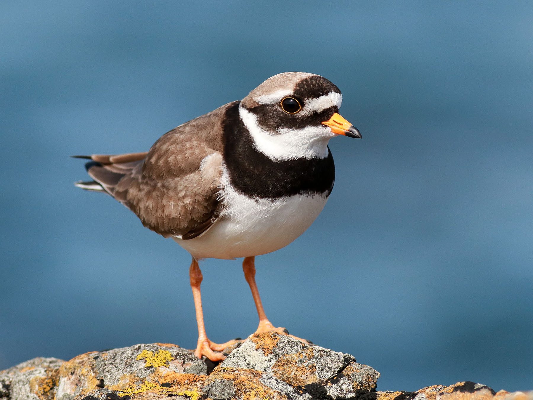 Ringed Plover