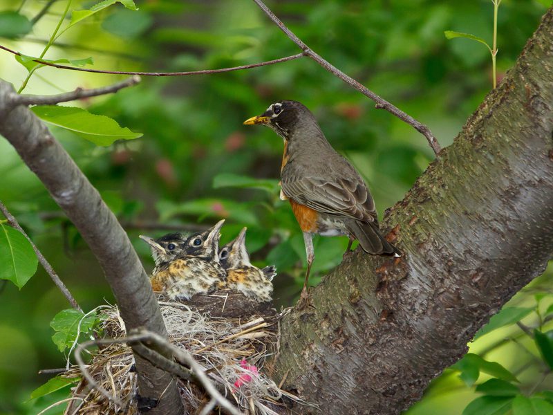 American Robin Nesting (All You Need To Know) Birdfact
