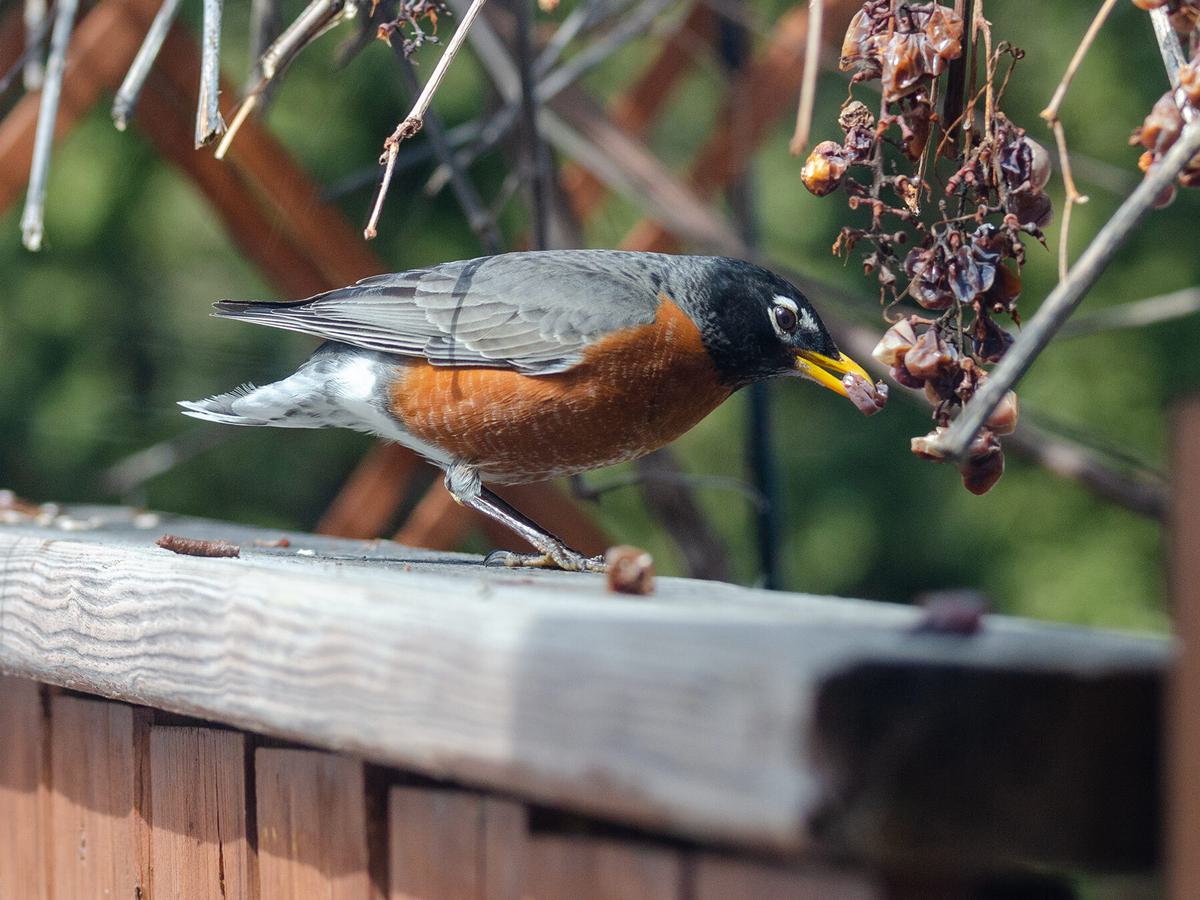 American Robin eating old grapes from the vine in the springtime