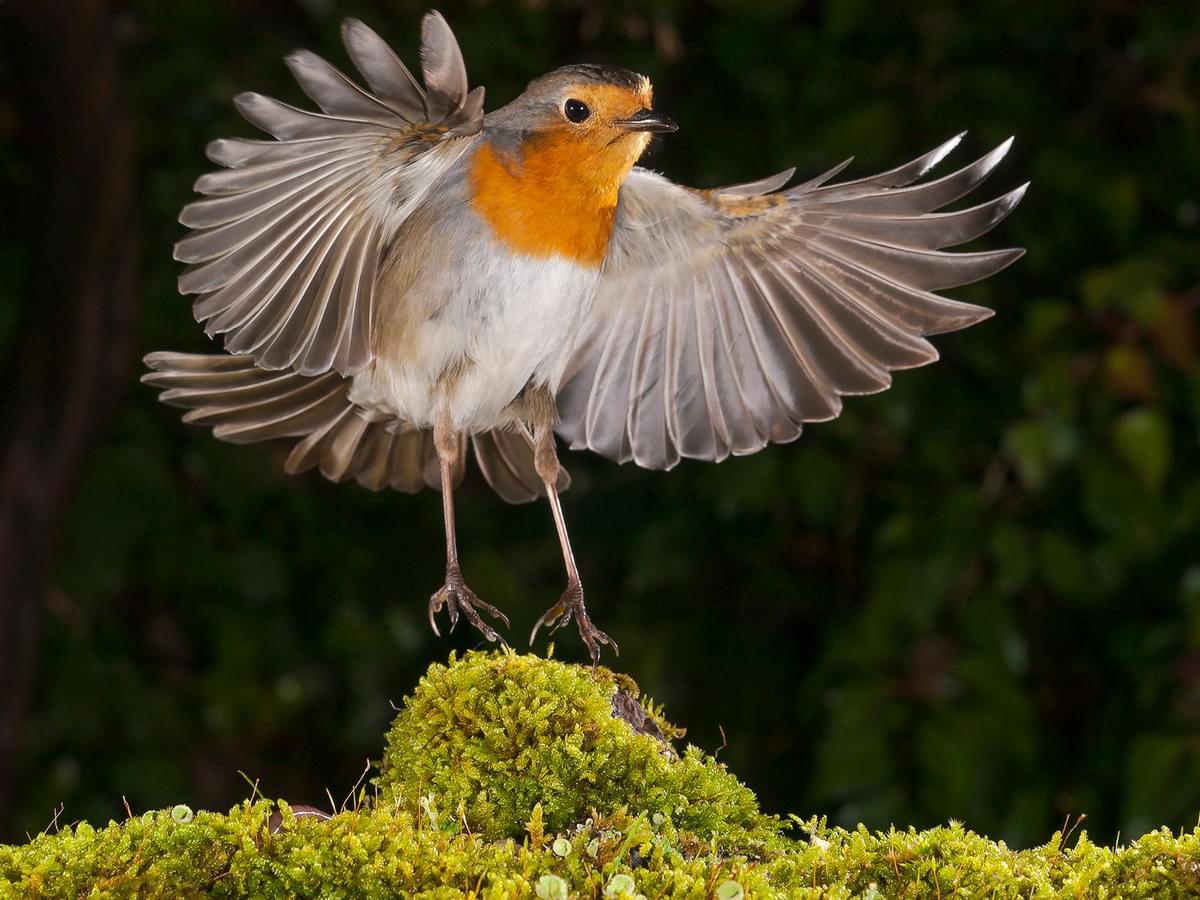 Robin in flight, coming in to land
