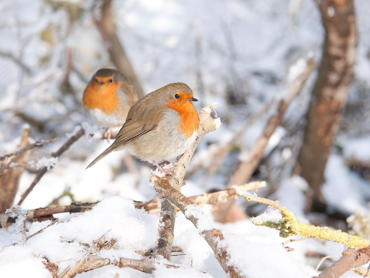 A pair of Robins in the winter snow