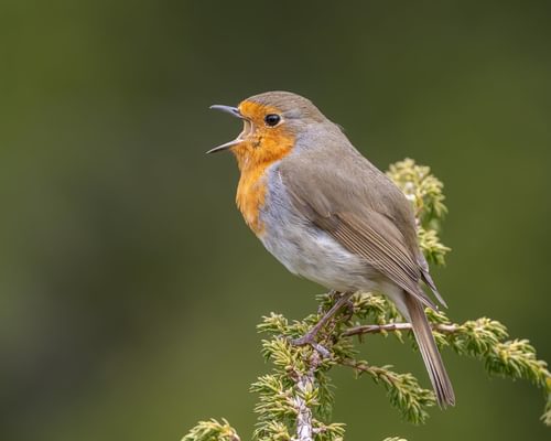 European Robin