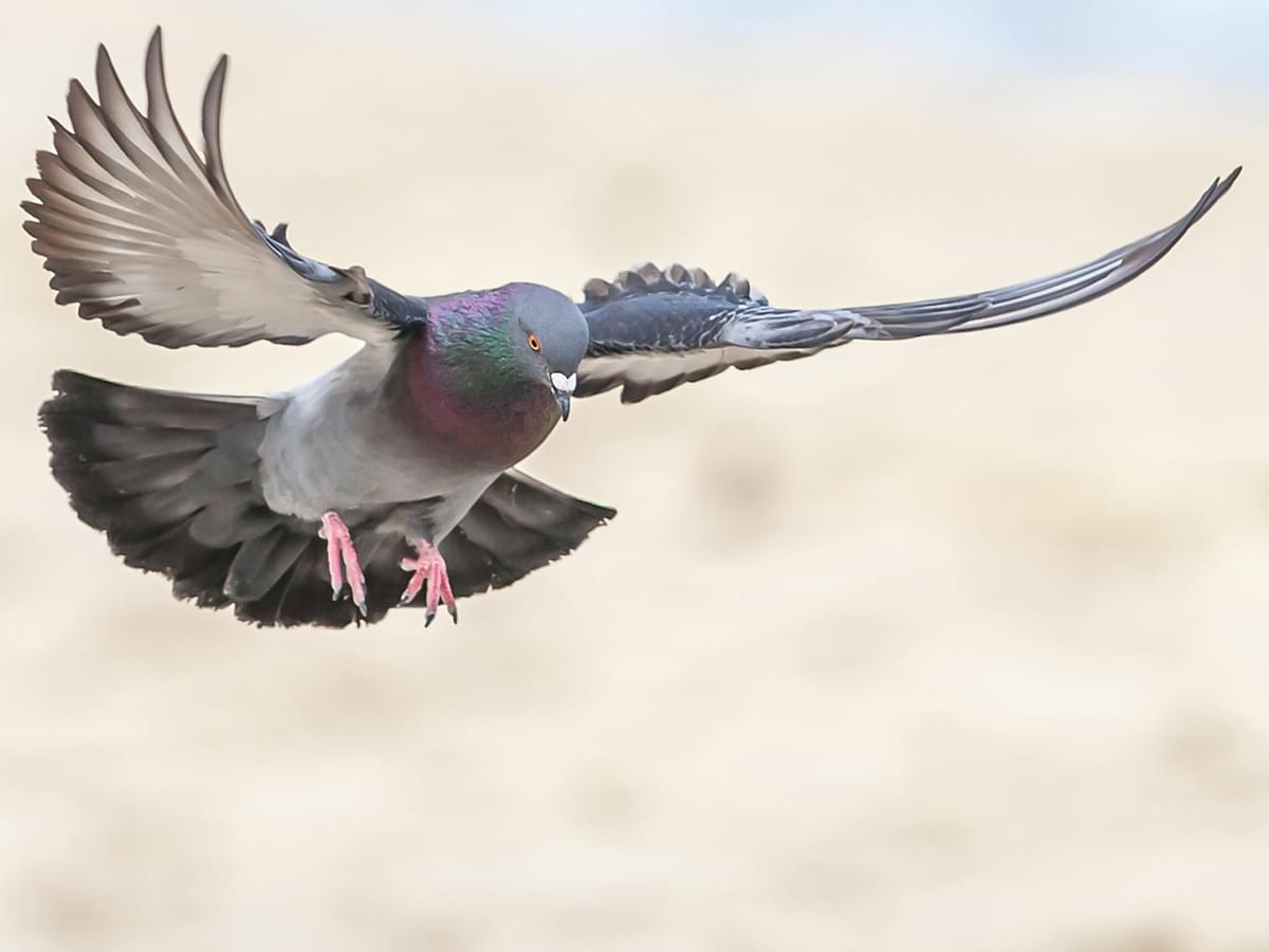 Rock Dove in-flight and about to land