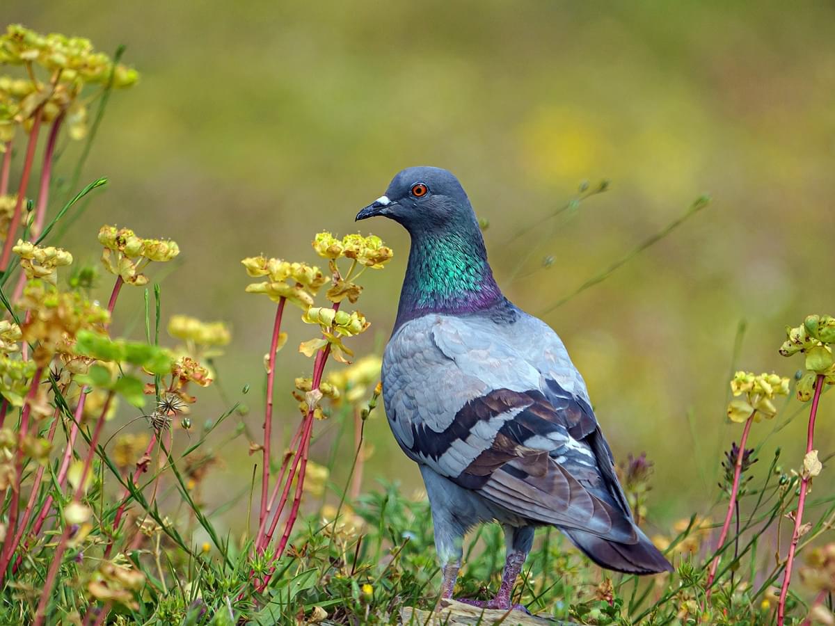 Rock Dove standing in a meadow
