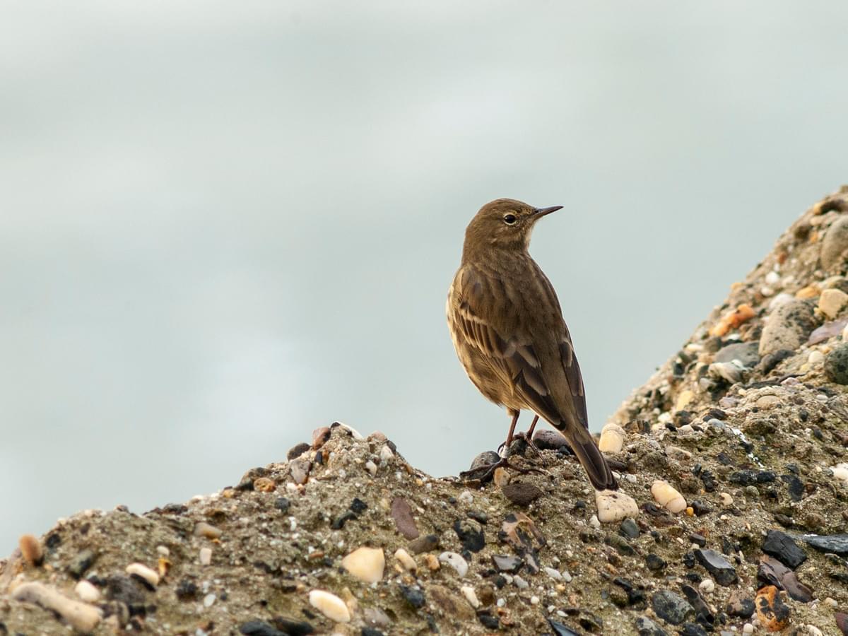Rock Pipit, pictured from the back