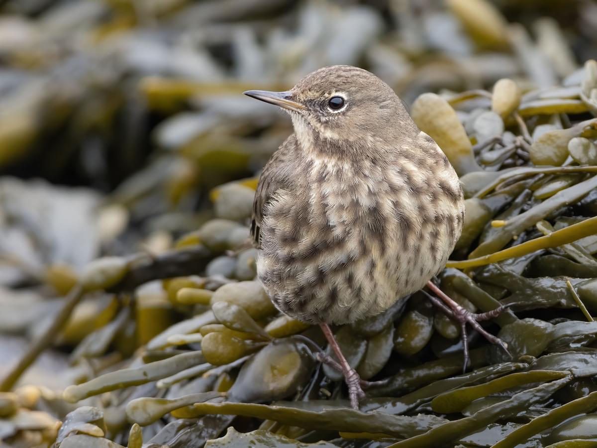 Close up of a Rock Pipit on the coast