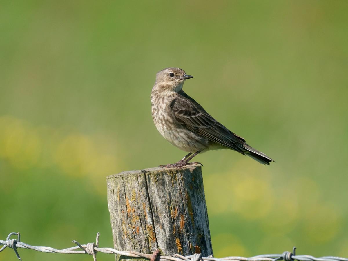 Rock Pipit perched on a fence post