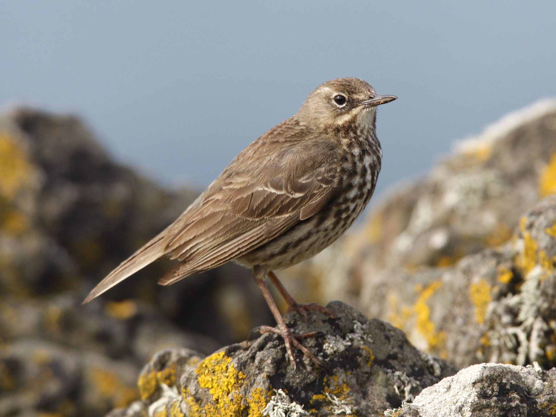 Rock Pipit