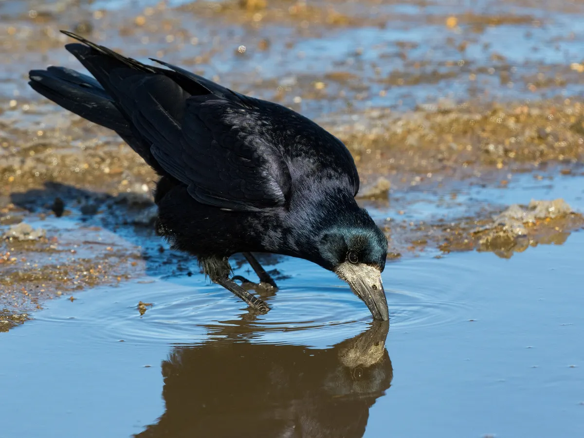 Rook Bird Facts (Corvus frugilegus) | Birdfact