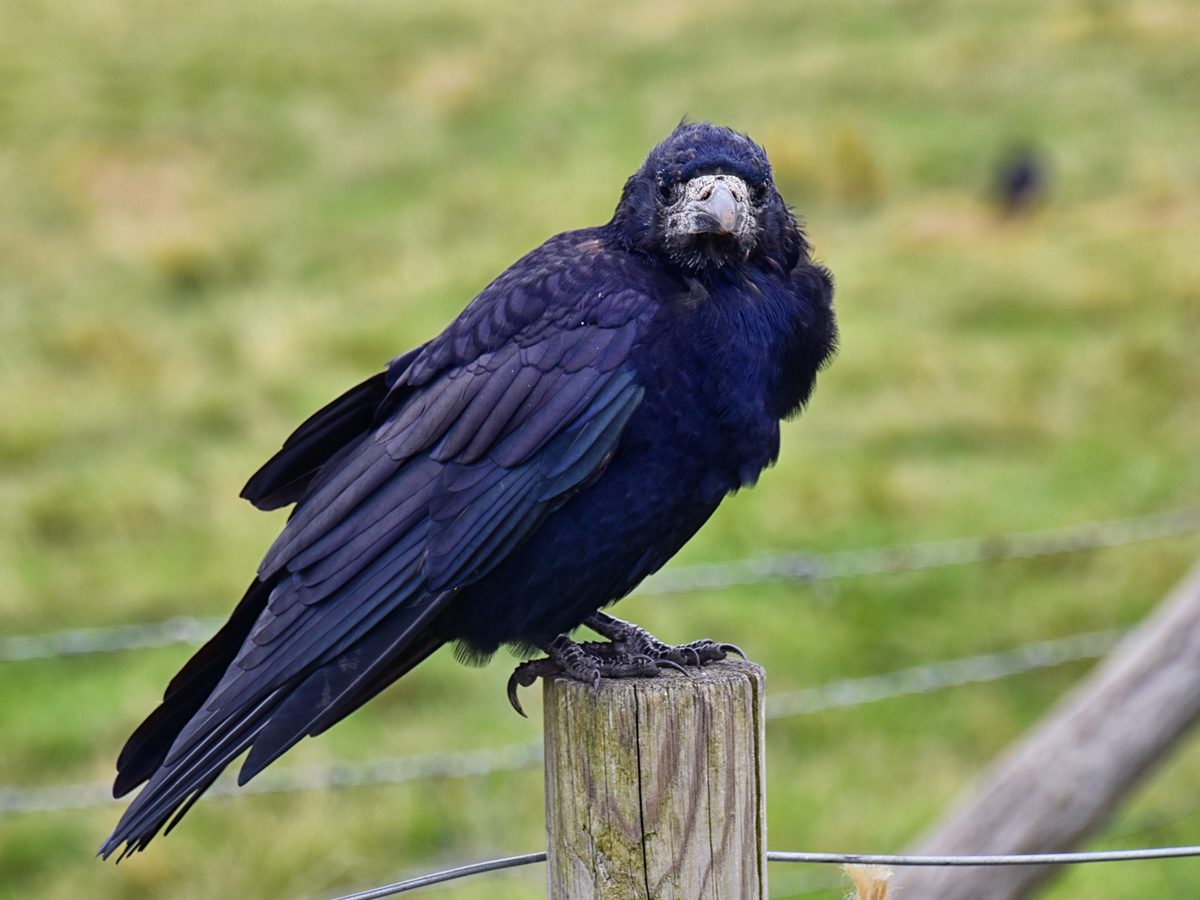 Rook Bird Facts (Corvus frugilegus) | Birdfact