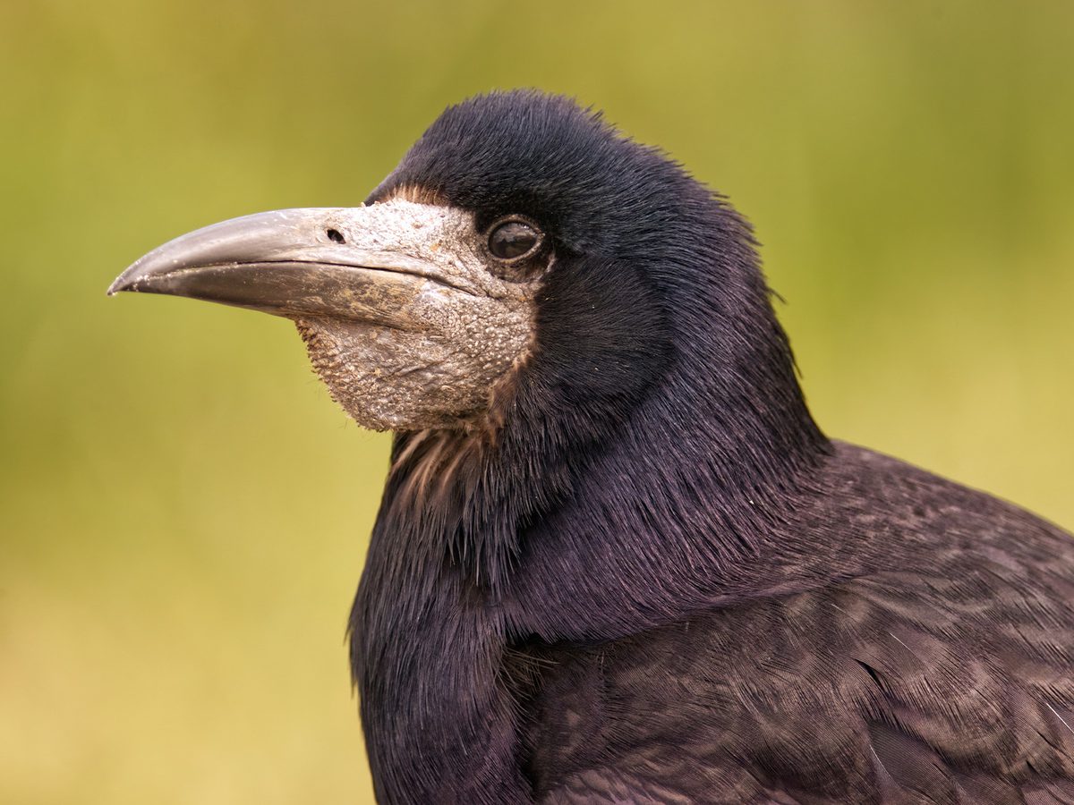 Rook Bird Facts (Corvus frugilegus) | Birdfact