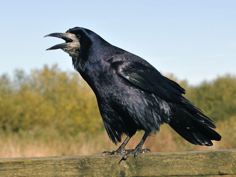 Rook Bird Facts (Corvus frugilegus) | Birdfact