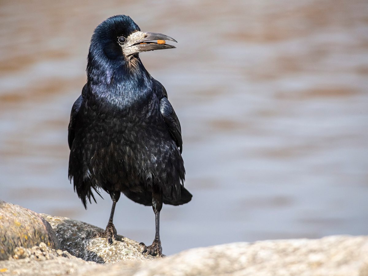 Rook Bird Facts (Corvus frugilegus) | Birdfact