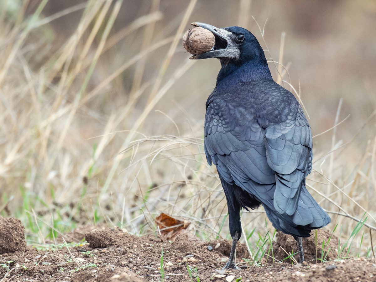 Rook Bird Facts (Corvus frugilegus) | Birdfact